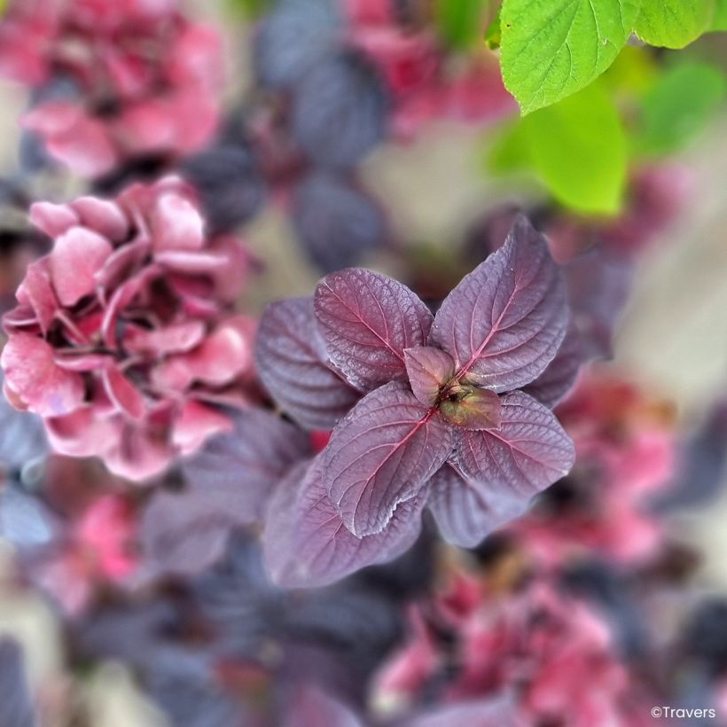 Hydrangea macrophylla x serrata Black Velvet Darbi - Bauernhortensie (Laub)