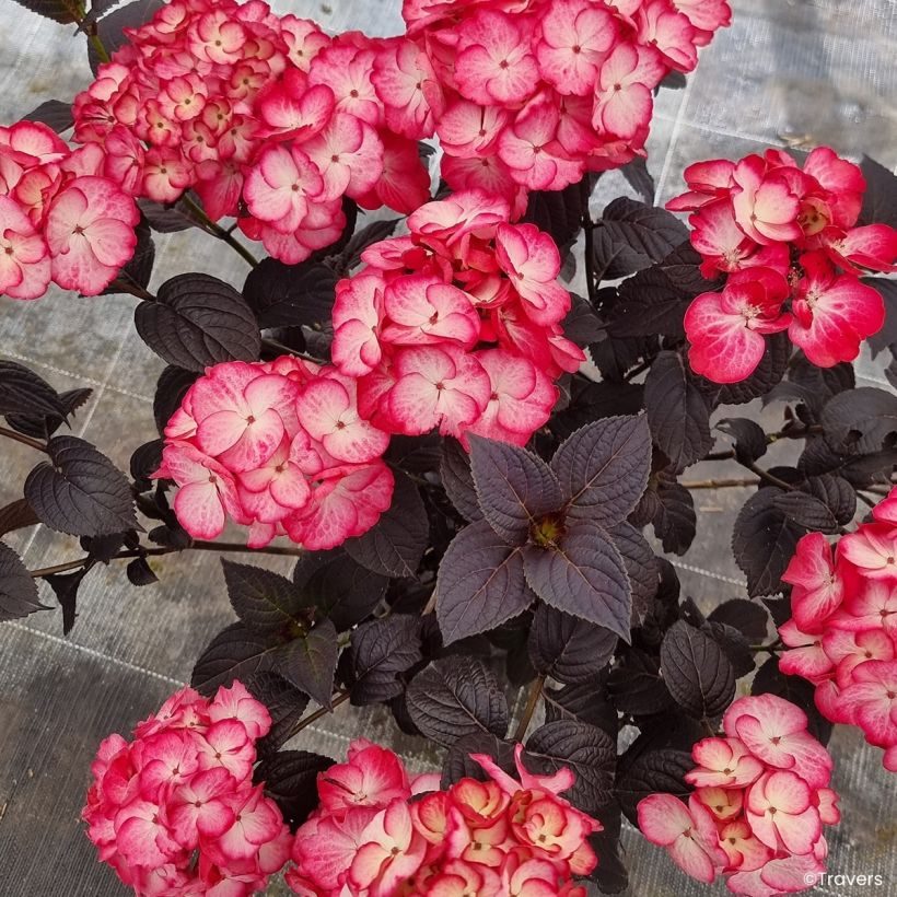 Hydrangea macrophylla x serrata Black Velvet Darbi - Bauernhortensie (Blüte)