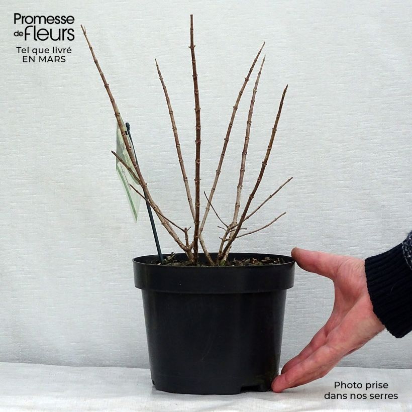 Exemplar von Rispenhortensie Bobo - Hydrangea paniculata Topf mit 3L/4L wie im Winter geliefert