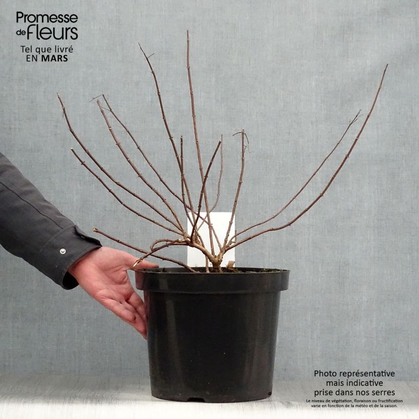 Exemplar von Rispenhortensie Diamant Rouge - Hydrangea paniculata Topf mit 7,5L/10L, Strauch wie im Frühjahr geliefert