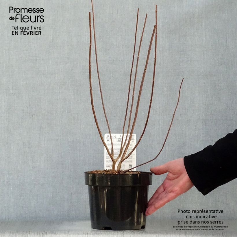 Exemplar von Rispenhortensie Fraise Melba - Hydrangea paniculata Topf mit 3L/4L wie im Winter geliefert