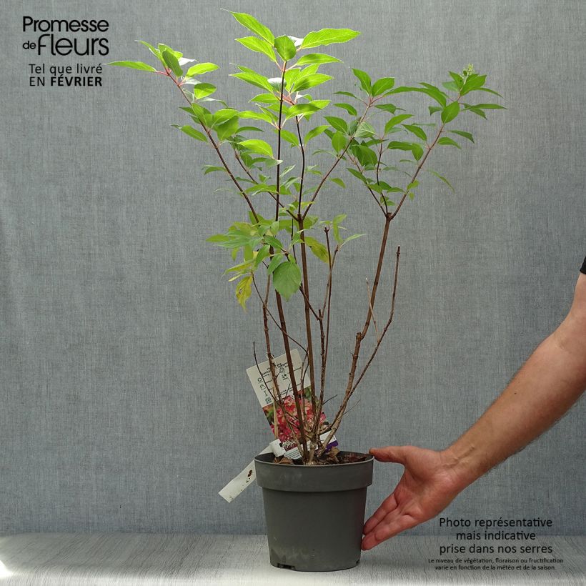 Example of Rispenhortensie Graffiti - Hydrangea paniculata Topf mit 4L/5L as you get in automne