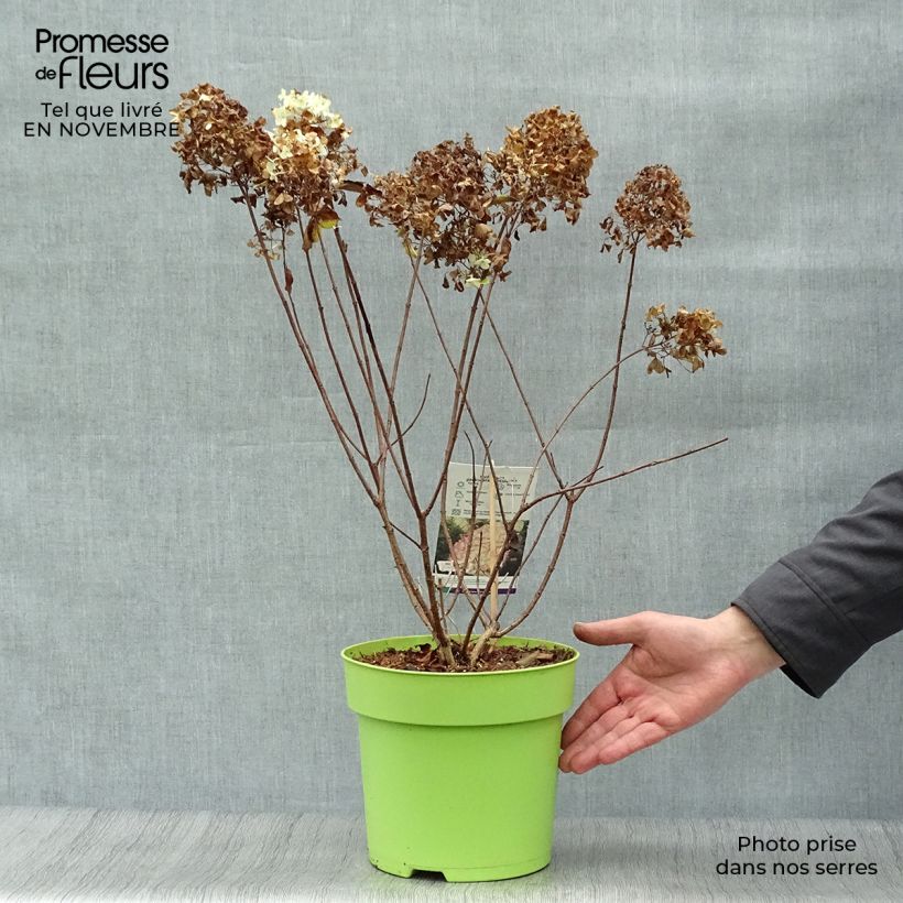 Example of Rispenhortensie Hercules - Hydrangea paniculata Topf mit 4L/5L as you get in automne