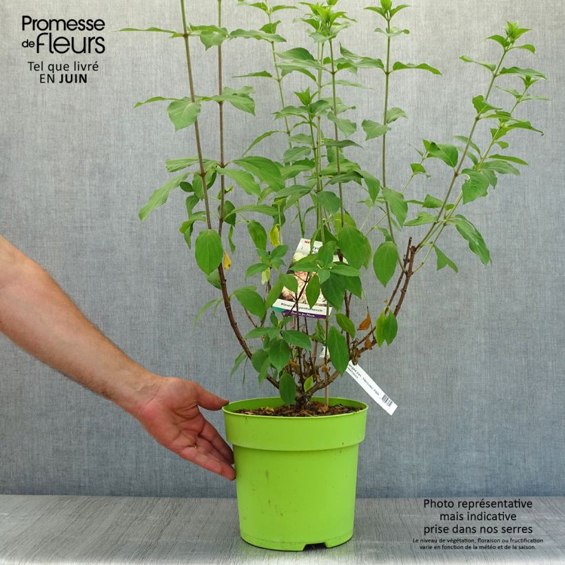 Exemplar von Rispenhortensie Hercules - Hydrangea paniculata Topf mit 3L/4L wie im Sommer geliefert