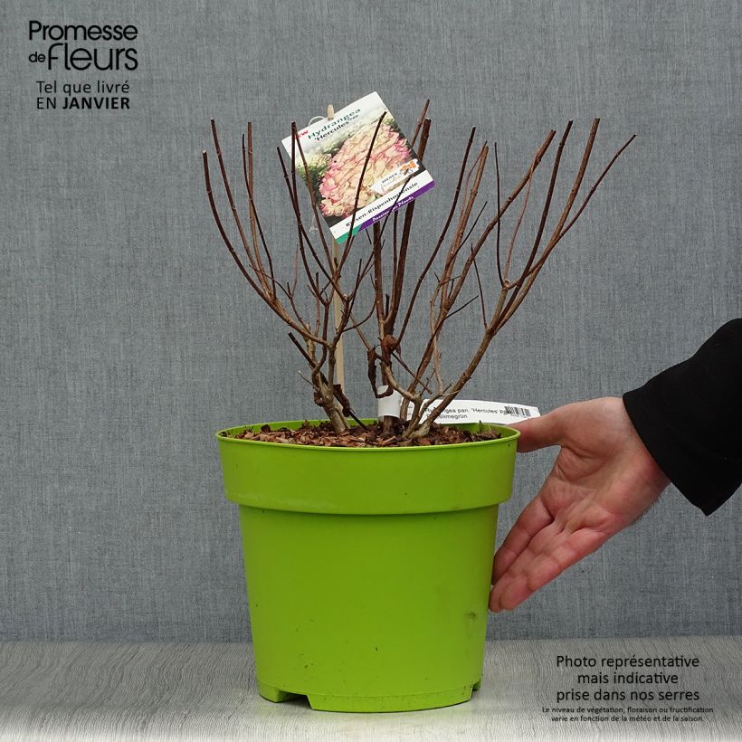 Exemplar von Rispenhortensie Hercules - Hydrangea paniculata Topf mit 3L/4L wie im Winter geliefert