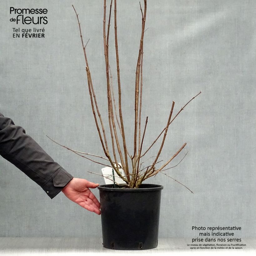 Exemplar von Rispenhortensie Kyushu - Hydrangea paniculata Topf mit 7,5L/10L wie im Winter geliefert