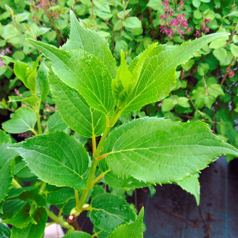 Rispenhortensie Kyushu - Hydrangea paniculata (Foliage)