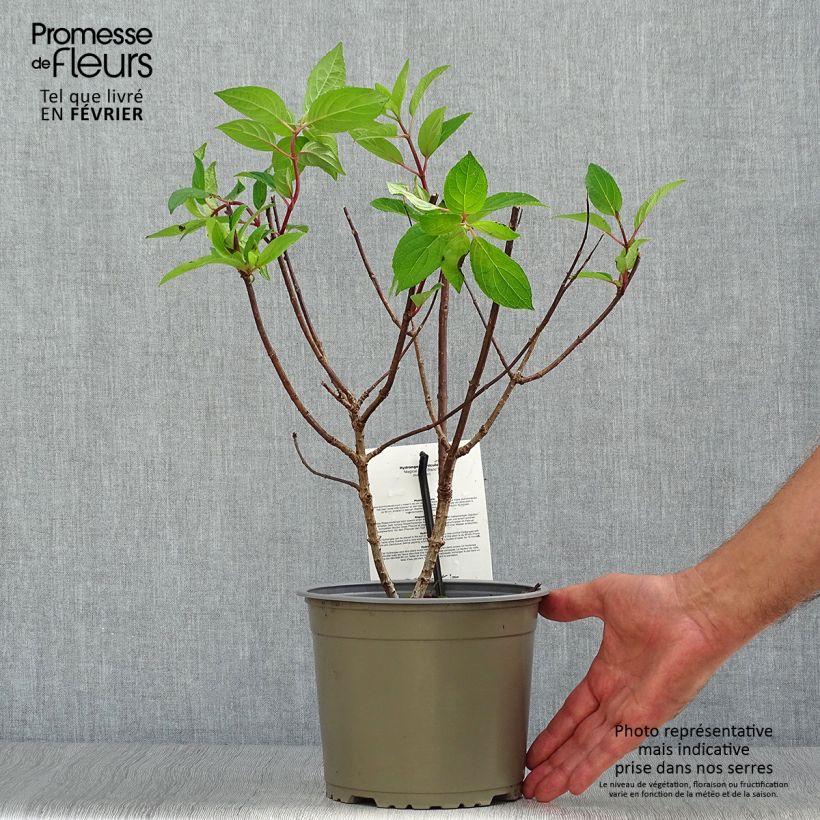 Example of Rispenhortensie Magical Mont Blanc - Hydrangea paniculata Topf mit 3L/4L as you get in automne