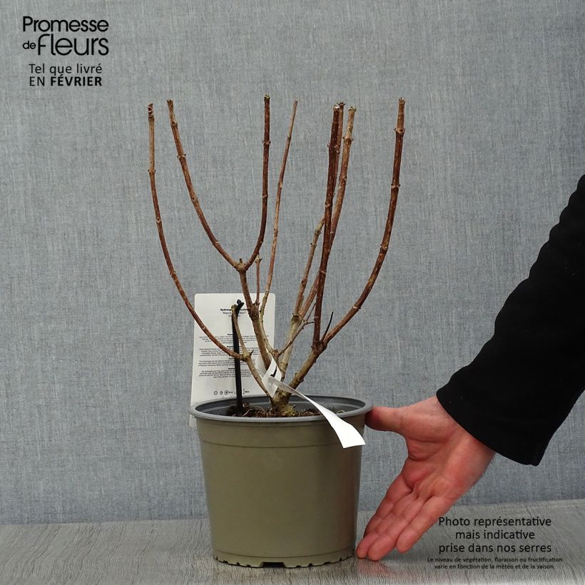 Exemplar von Rispenhortensie Magical Mont Blanc - Hydrangea paniculata Topf mit 3L/4L wie im Winter geliefert