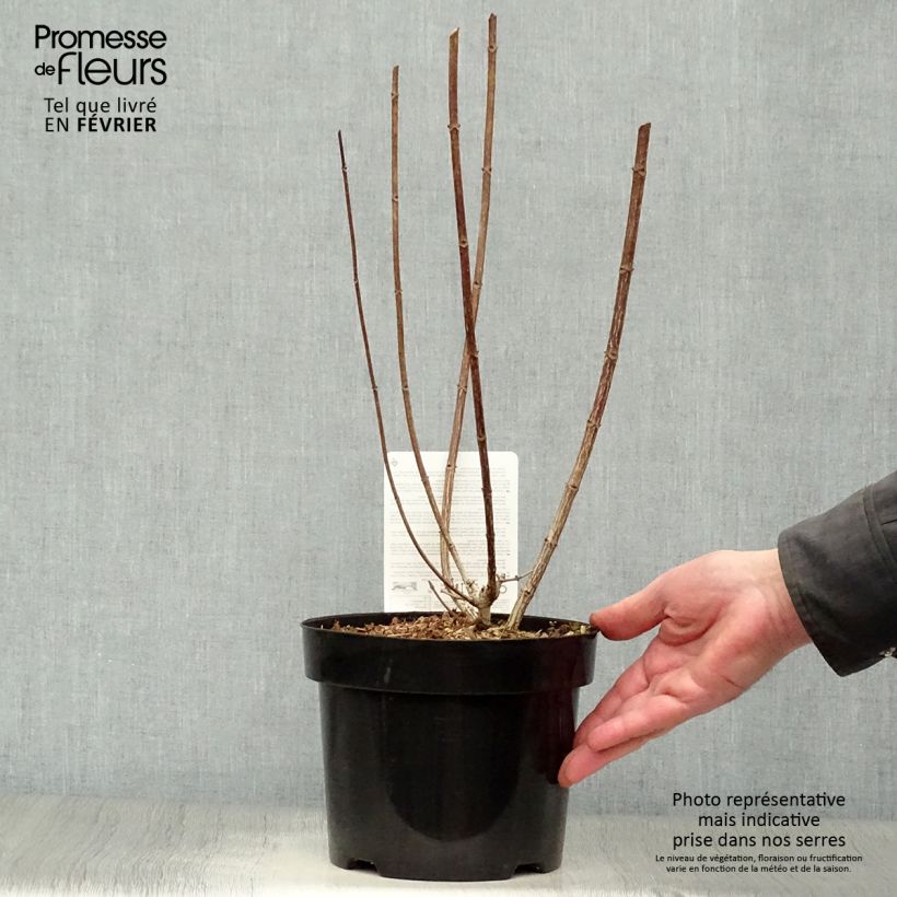 Exemplar von Rispenhortensie Mega Mindy - Hydrangea paniculata Topf mit 2L/3L wie im Winter geliefert