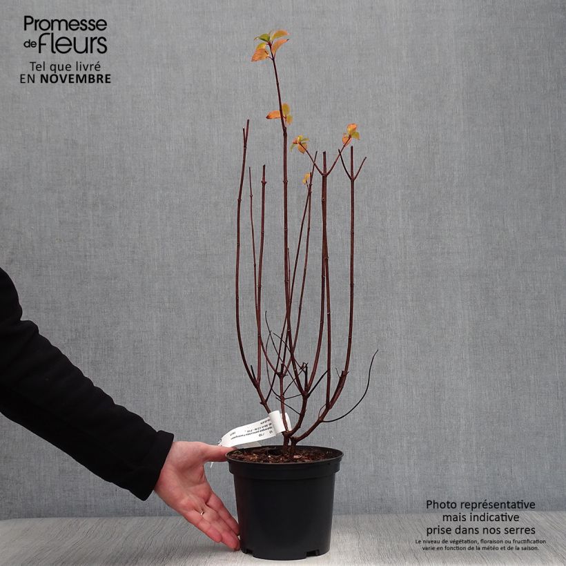 Example of Rispenhortensie Pastelgreen - Hydrangea paniculata Topf mit 3L/4L as you get in automne