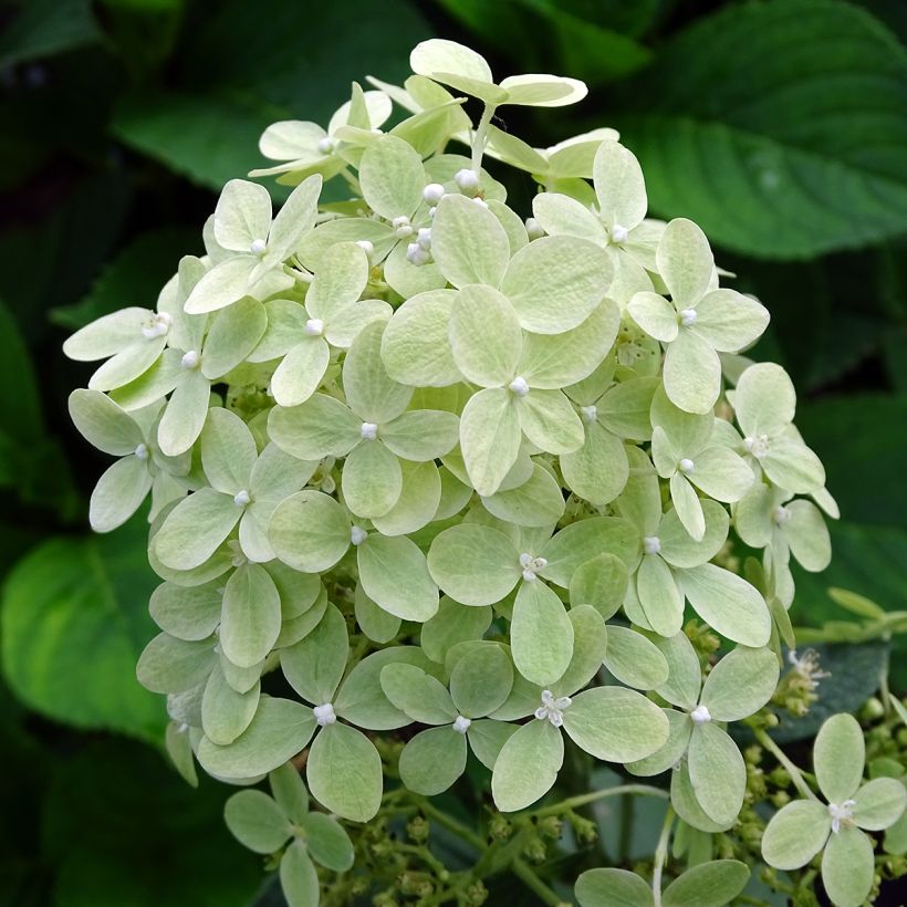 Rispenhortensie Pastelgreen - Hydrangea paniculata (Flowering)