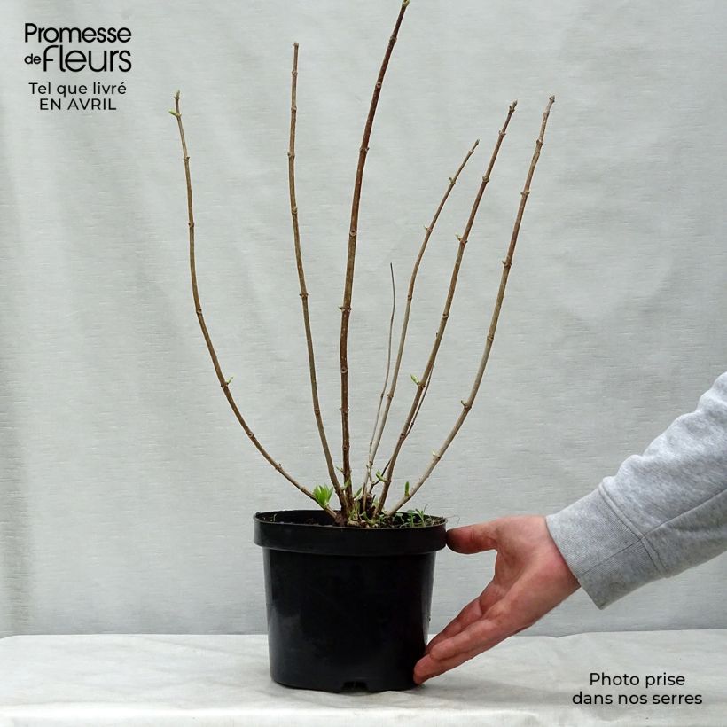 Exemplar von Rispenhortensie Phantom - Hydrangea paniculata Topf mit 2L/3L wie im Frühjahr geliefert