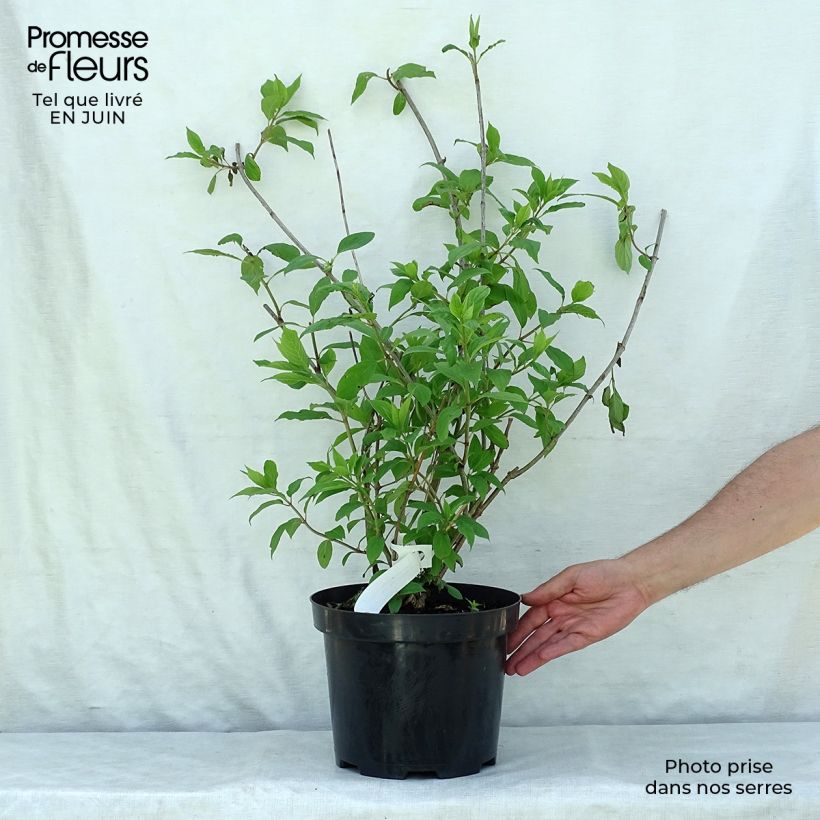 Exemplar von Rispenhortensie Phantom - Hydrangea paniculata Topf mit 7,5L/10L wie im Sommer geliefert