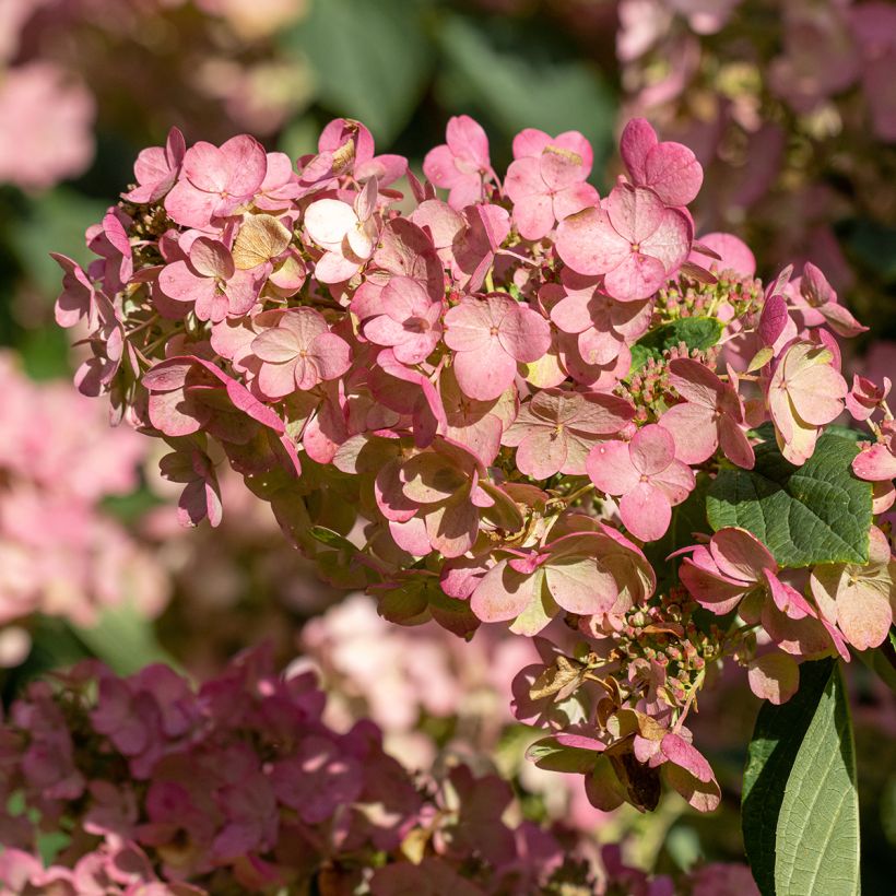 Rispenhortensie Pink Diamond - Hydrangea paniculata (Blüte)