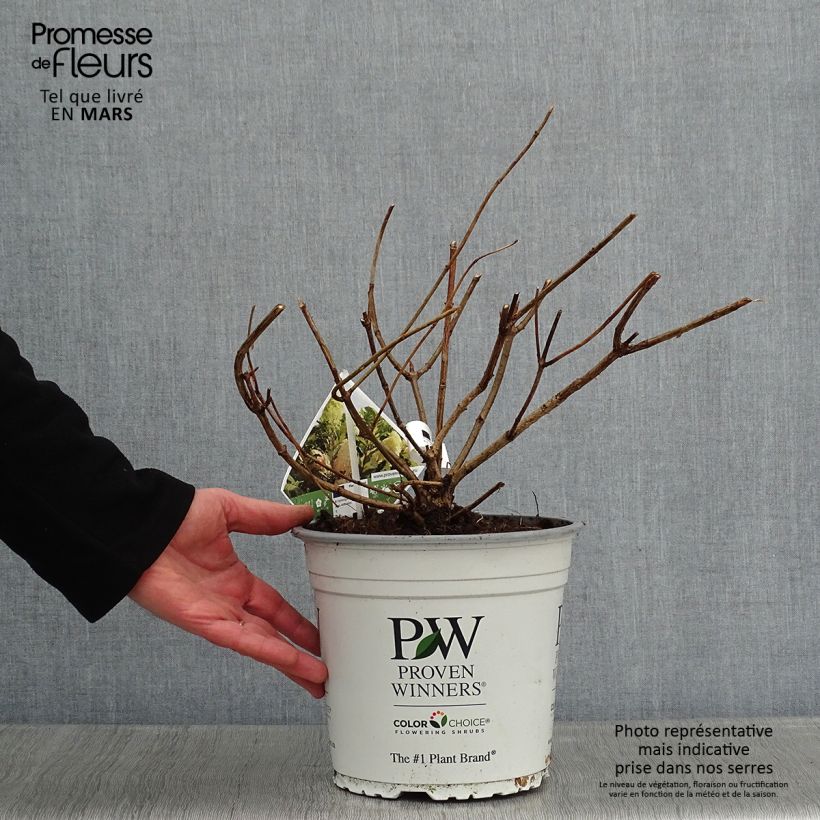 Exemplar von Rispenhortensie Pinkachu - Hydrangea paniculata Topf mit 3L/4L wie im Winter geliefert