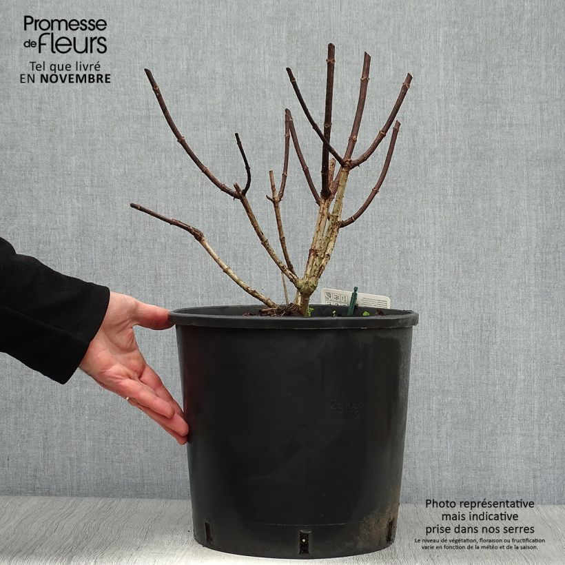 Example of Rispenhortensie Pinky Winky - Hydrangea paniculata Topf mit 12L/15L as you get in automne