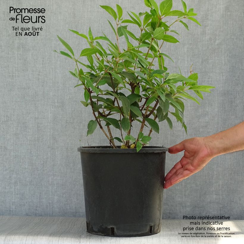 Exemplar von Rispenhortensie Pinky Winky - Hydrangea paniculata Topf mit 12L/15L wie im Sommer geliefert