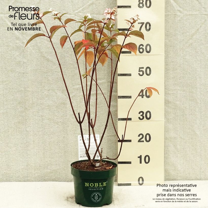 Example of Rispenhortensie Pinky Winky - Hydrangea paniculata Topf mit 3L/4L as you get in automne