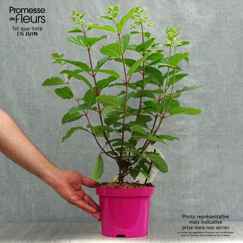 Exemplar von Rispenhortensie Pinky Winky - Hydrangea paniculata Topf mit 3L/4L wie im Sommer geliefert