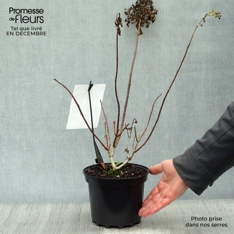 Exemplar von Rispenhortensie Silver Dollar - Hydrangea paniculata Topf mit 3L/4L wie im Winter geliefert