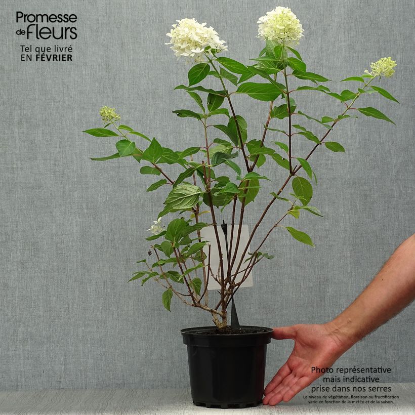 Example of Rispenhortensie Silver Dollar - Hydrangea paniculata Topf mit 3L/4L as you get in automne