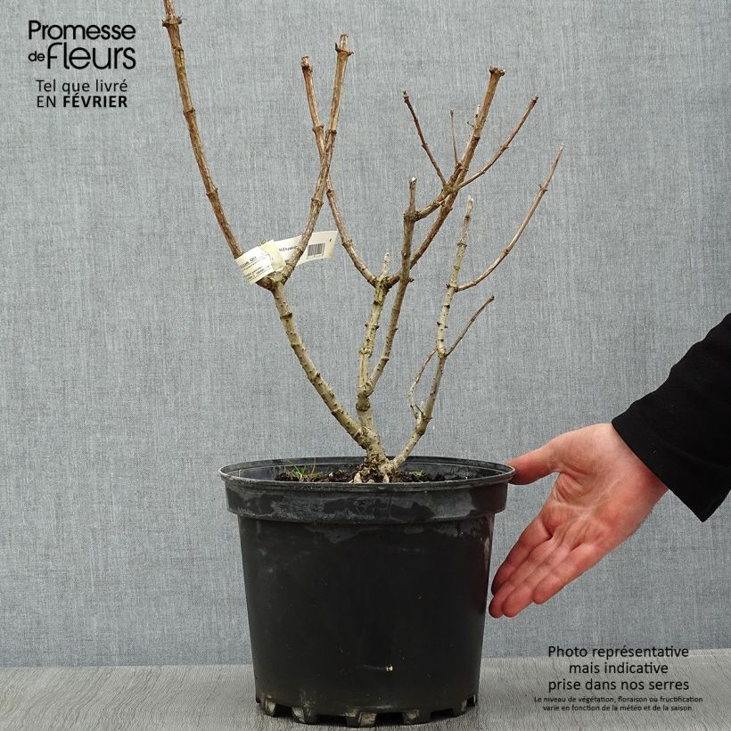 Exemplar von Rispenhortensie Silver Dollar - Hydrangea paniculata Topf mit 7,5L/10L wie im Winter geliefert