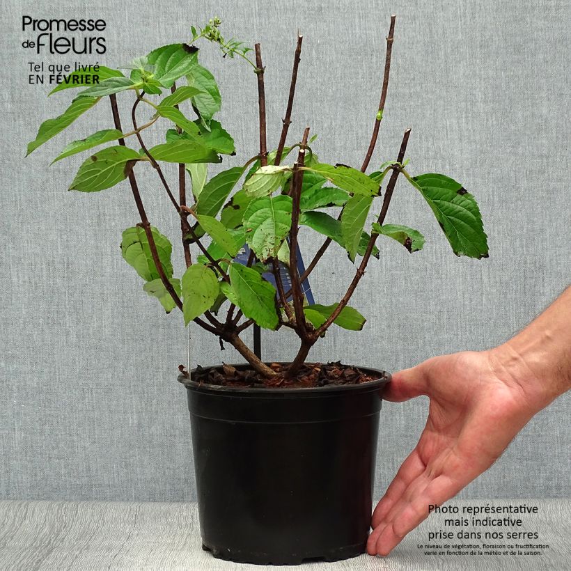 Example of Rispenhortensie Skyfall - Hydrangea paniculata Topf mit 3L/4L as you get in automne