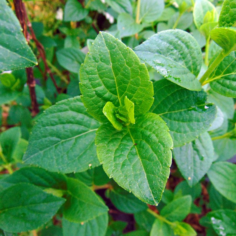 Rispenhortensie Sundae Fraise - Hydrangea paniculata (Foliage)