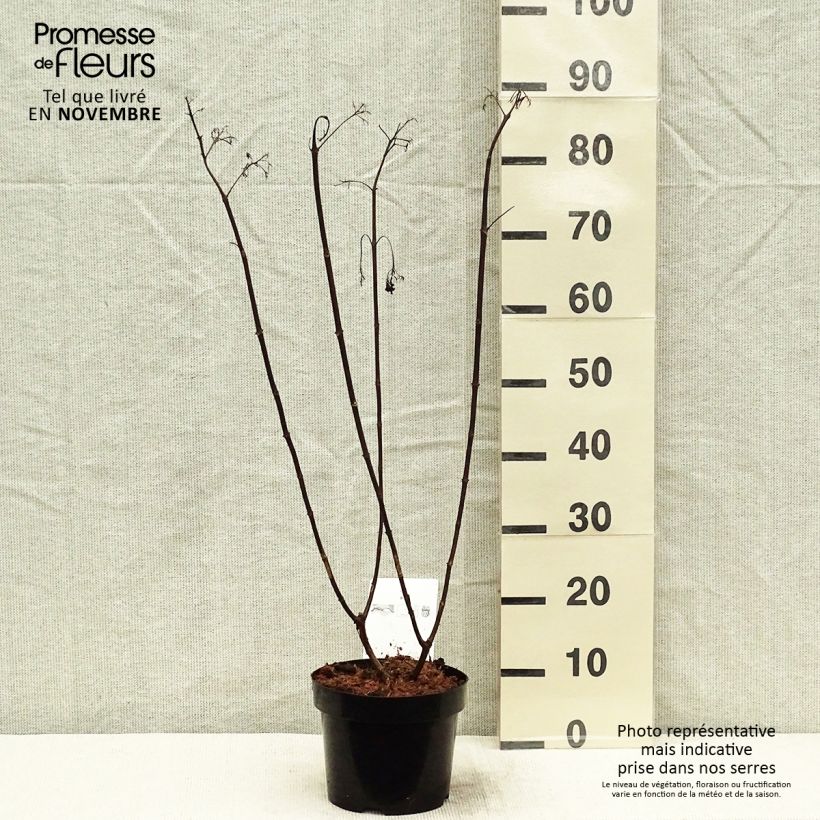 Example of Rispenhortensie Vanille Fraise - Hydrangea paniculata Topf mit 2L/3L as you get in automne