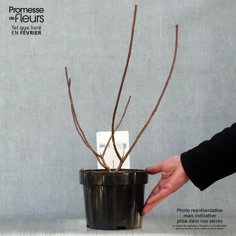 Exemplar von Rispenhortensie Vanille Fraise - Hydrangea paniculata Topf mit 2L/3L wie im Winter geliefert