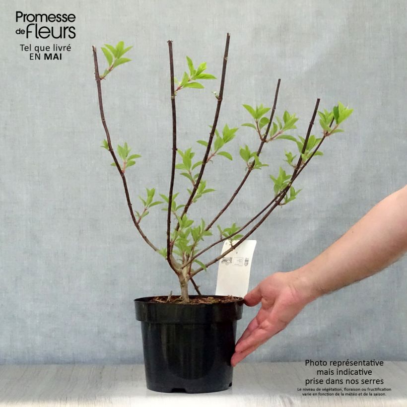 Exemplar von Rispenhortensie Vanille Fraise - Hydrangea paniculata Topf mit 2L/3L wie im Frühjahr geliefert