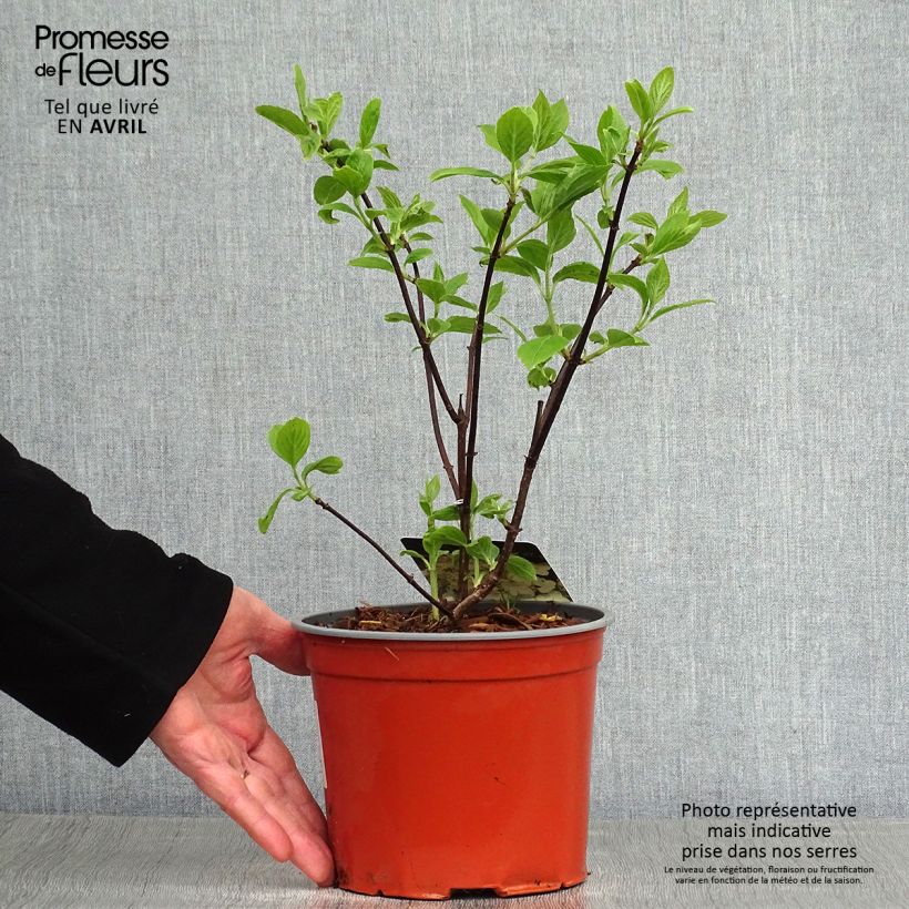 Exemplar von Rispenhortensie White Moth - Hydrangea paniculata Topf mit 2L/3L wie im Frühjahr geliefert