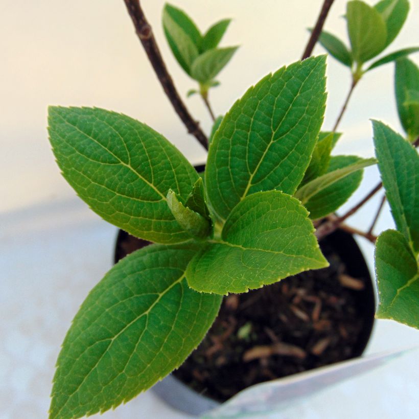 Rispenhortensie Wim's red - Hydrangea paniculata (Foliage)