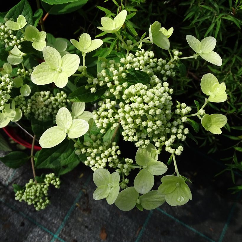 Rispenhortensie Wim's red - Hydrangea paniculata (Flowering)