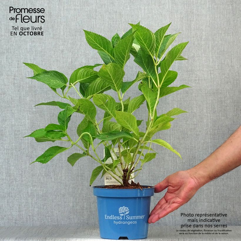 Example of Rispenhortensie Wim's red - Hydrangea paniculata Topf mit 3L/4L as you get in automne