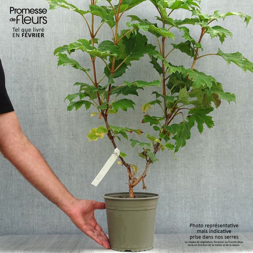 Example of Eichenblatt-Hortensie Applause - Hydrangea quercifolia Topf mit 4L/5L as you get in automne