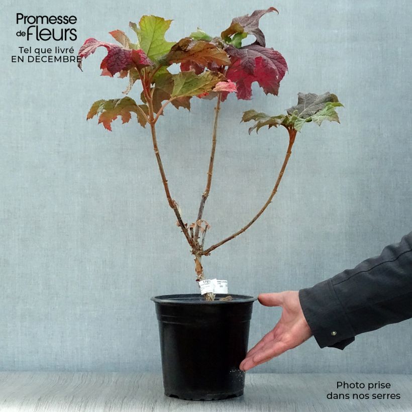 Exemplar von Eichenblatt-Hortensie Applause - Hydrangea quercifolia Topf mit 4L/5L wie im Winter geliefert