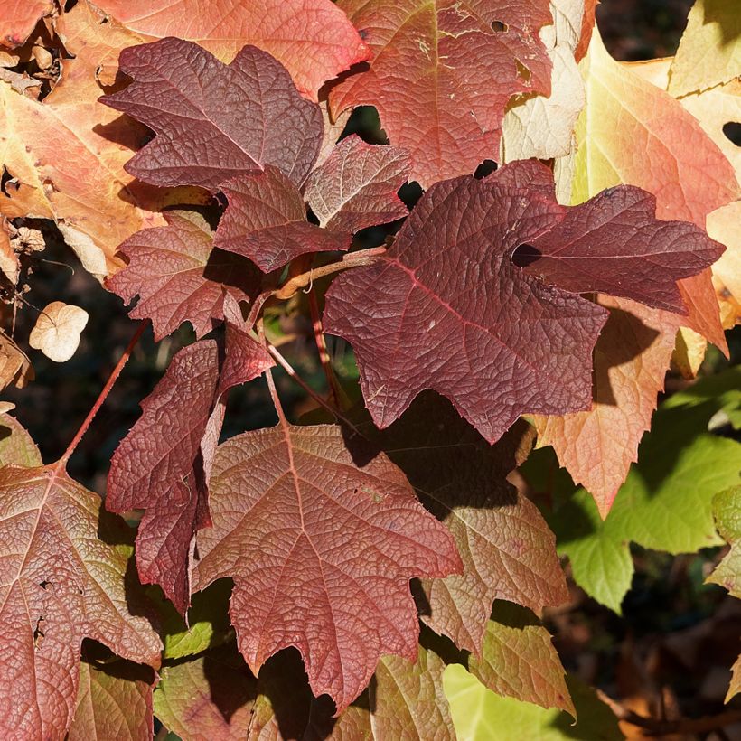 Eichenblatt-Hortensie Gatsby Moon - Hydrangea quercifolia (Foliage)