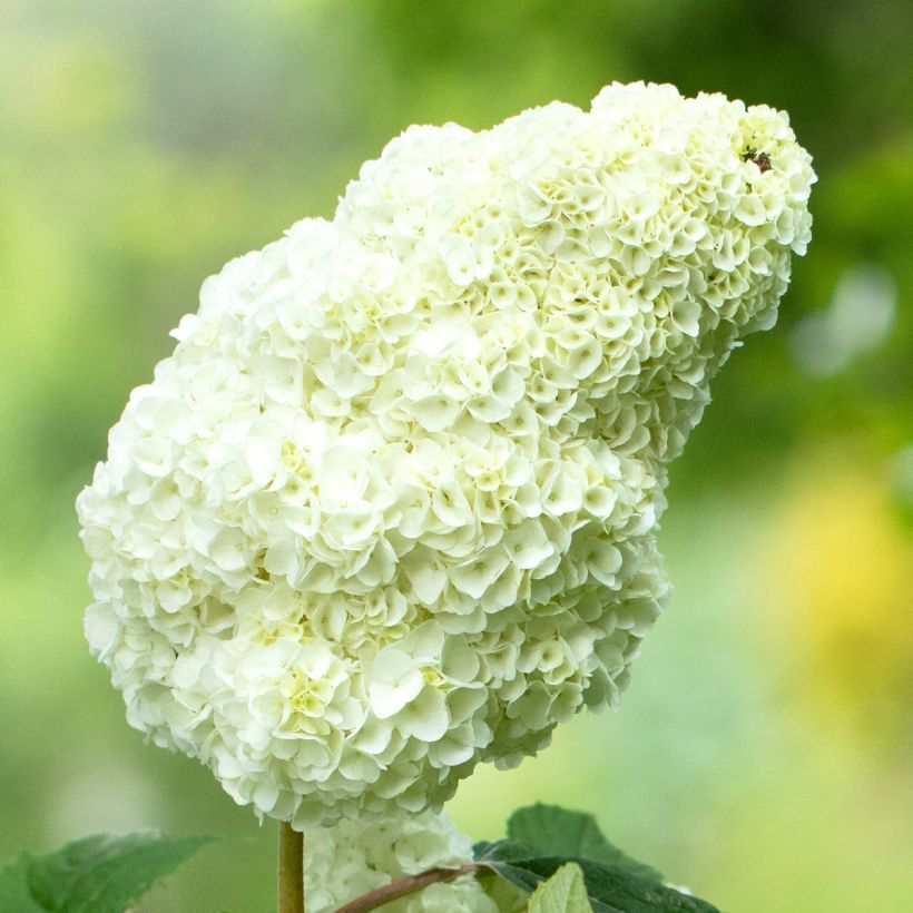 Eichenblatt-Hortensie Gatsby Moon - Hydrangea quercifolia (Flowering)