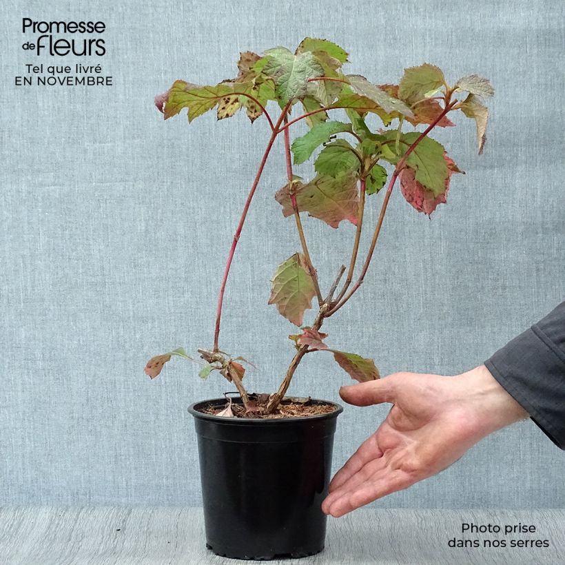 Example of Eichenblatt-Hortensie Harmony - Hydrangea quercifolia Topf mit 2L/3L as you get in automne