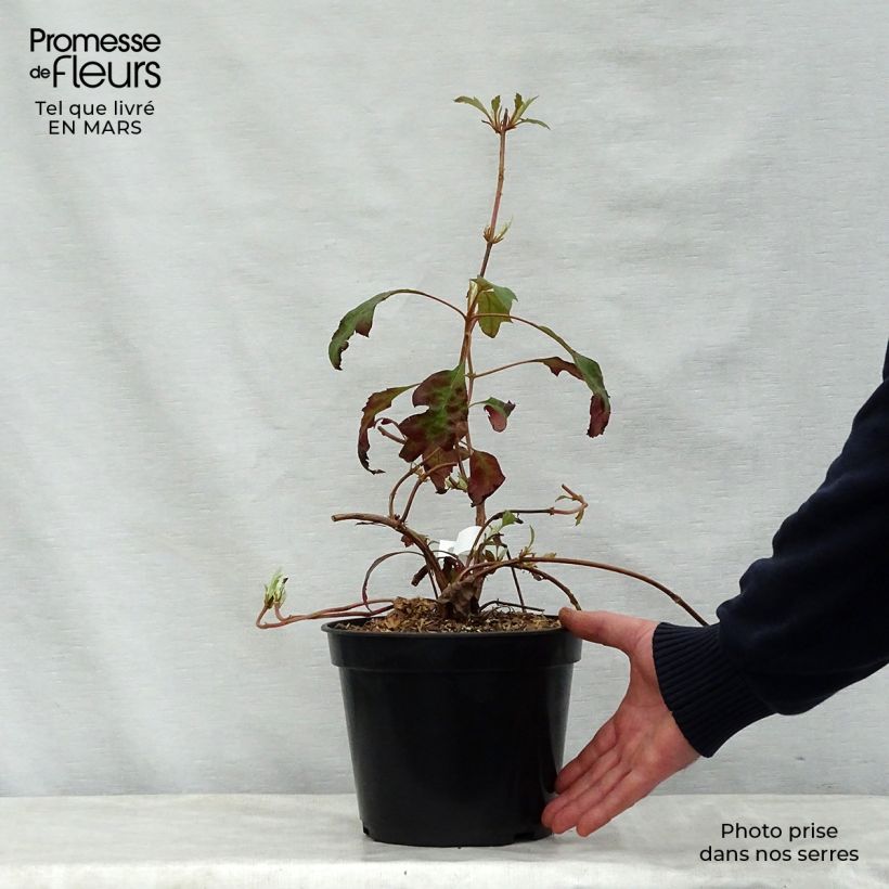 Exemplar von Eichenblatt-Hortensie Ice Crystal - Hydrangea quercifolia Topf mit 4L/5L wie im Frühjahr geliefert