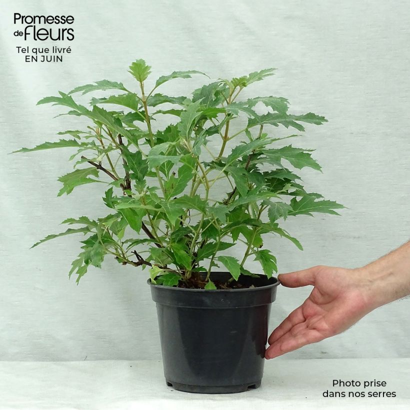 Exemplar von Eichenblatt-Hortensie Ice Crystal - Hydrangea quercifolia Topf mit 4L/5L wie im Sommer geliefert