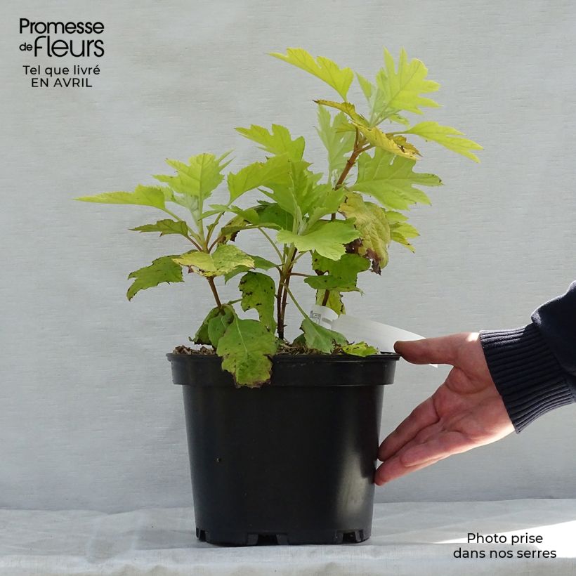 Exemplar von Eichenblatt-Hortensie Little Honey - Hydrangea quercifolia Topf mit 4L/5L wie im Frühjahr geliefert