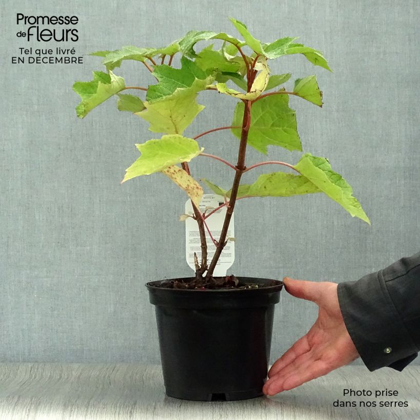 Exemplar von Eichenblatt-Hortensie Munchkin - Hydrangea quercifolia Topf mit 2L/3L wie im Winter geliefert