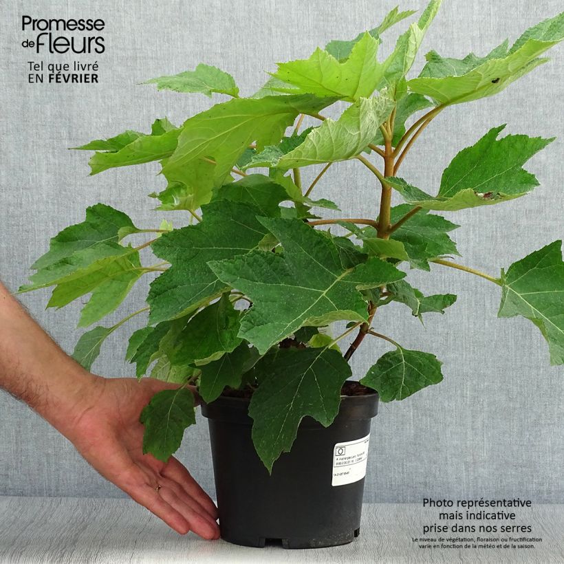 Example of Eichenblatt-Hortensie Munchkin - Hydrangea quercifolia Topf mit 2L/3L as you get in automne