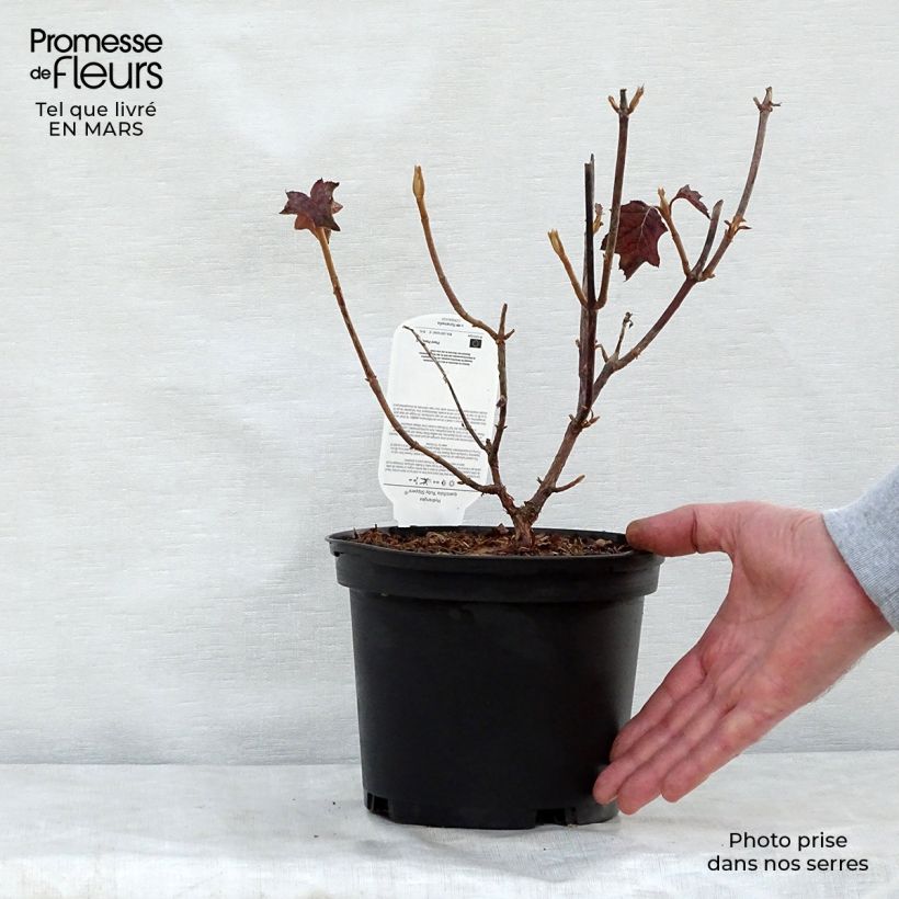 Exemplar von Eichenblatt-Hortensie Ruby Slippers - Hydrangea quercifolia Topf mit 3L/4L wie im Frühjahr geliefert