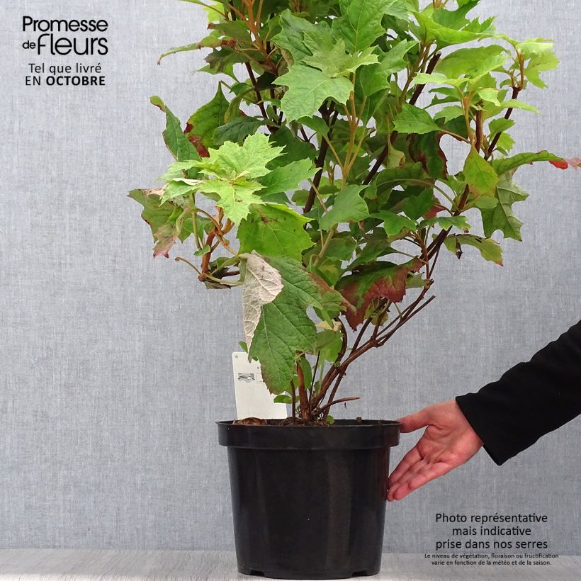 Example of Eichenblatt-Hortensie Snow Queen - Hydrangea quercifolia Topf mit 4L/5L as you get in automne