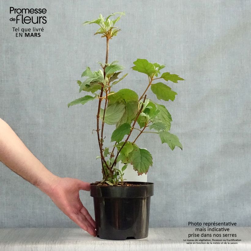 Exemplar von Eichenblatt-Hortensie Snow Queen - Hydrangea quercifolia Topf mit 2L/3L wie im Frühjahr geliefert