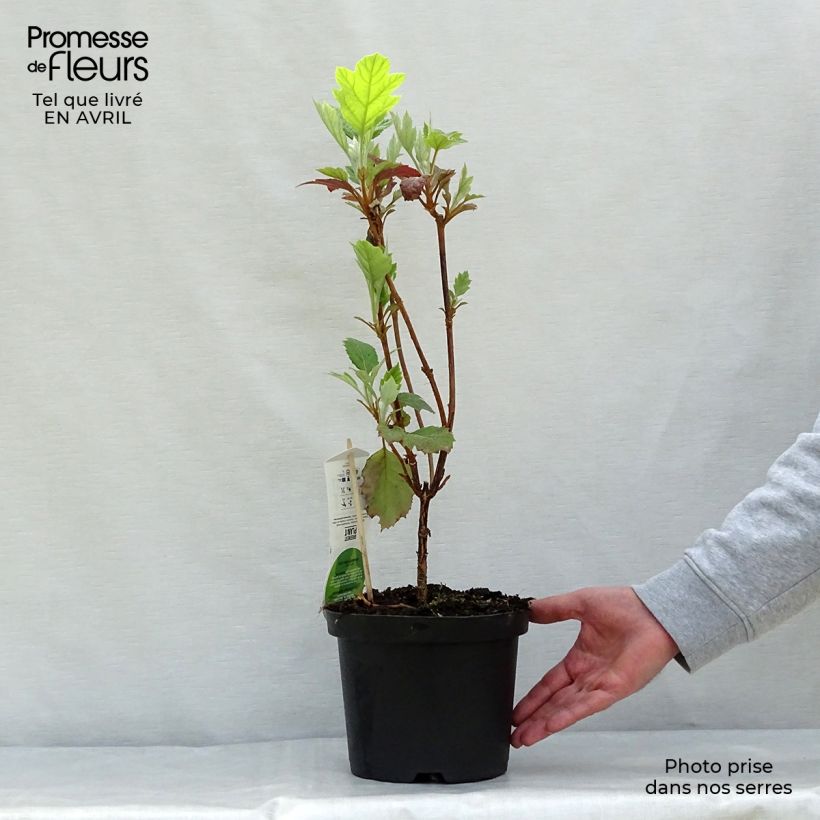 Exemplar von Eichenblatt-Hortensie Snowflake - Hydrangea quercifolia Topf mit 3L/4L wie im Frühjahr geliefert